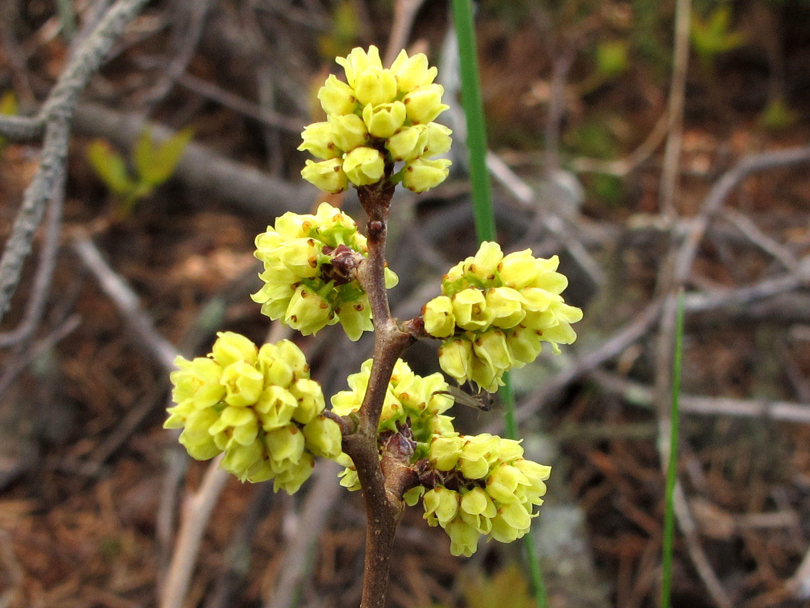 201106031148004  Fragrant Sumac (Rhus aromatica) yellow flowers - Manitoulin Island, ON.JPG