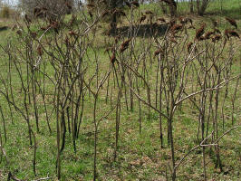 Smooth Sumac/200604150325 Smooth Sumac (Rhus glabra) - Volo Bog, Lake Co. IL.JPG