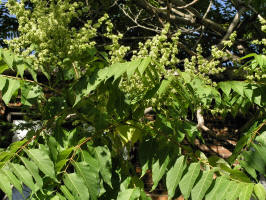 Tree of Heaven/200606131692 Tree of Heaven (Ailanthus altissima) - Wayne Co.JPG