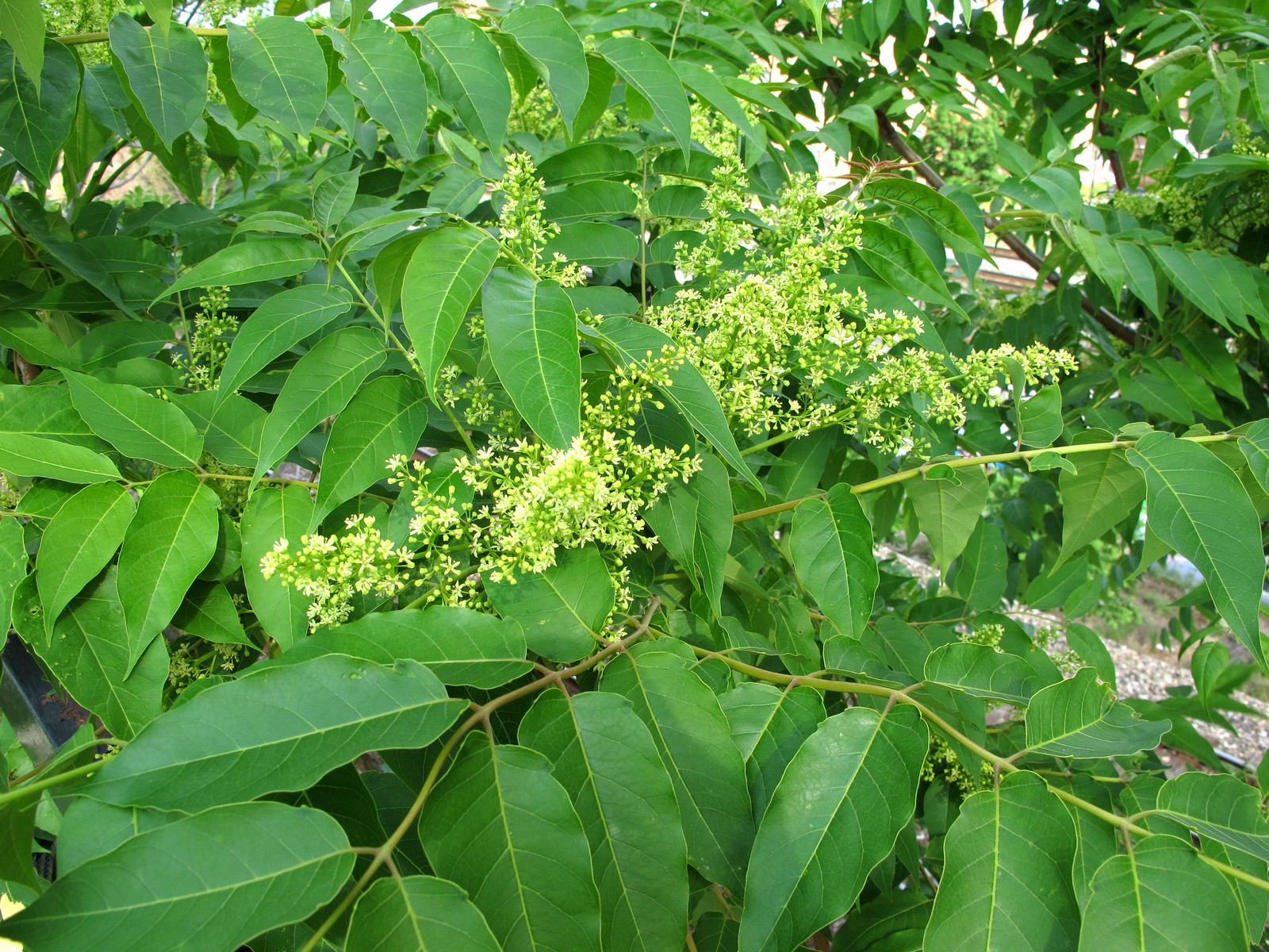 201106141731001 Tree of Heaven (Ailanthus altissima) - Wayne Co, MI.JPG