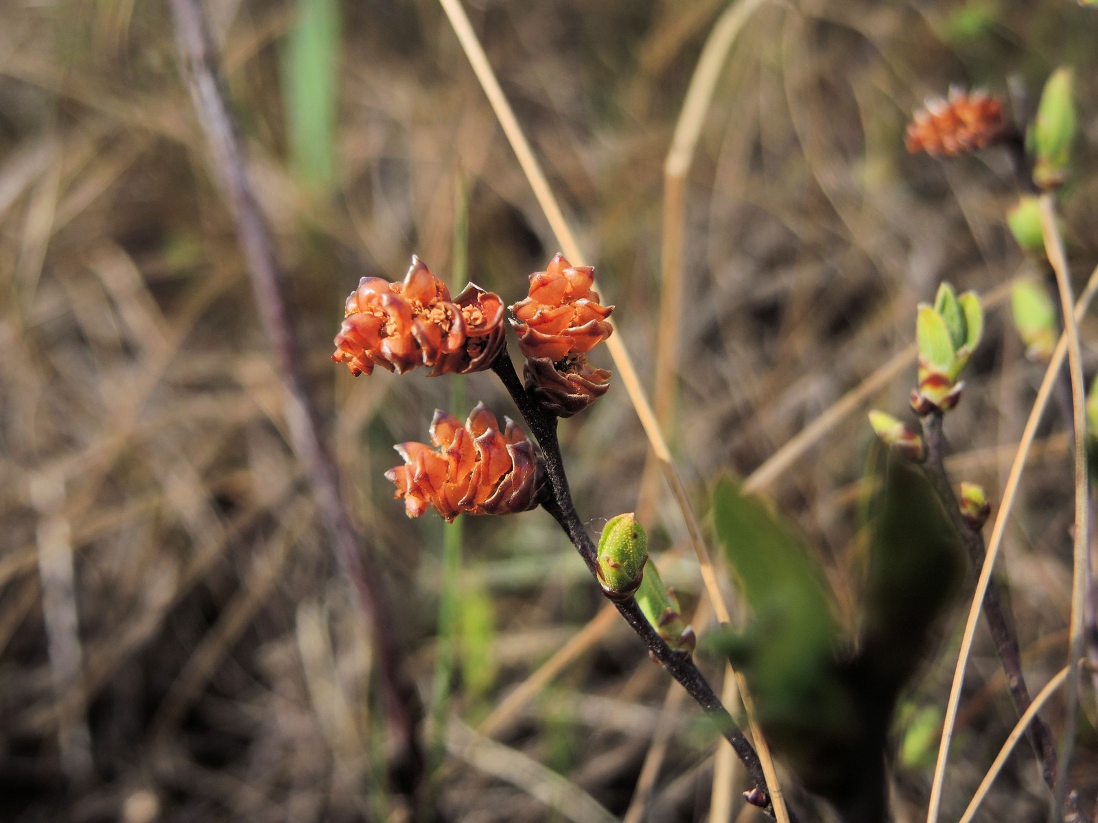 201405271022022 Sweet Gale aka Bog Myrtle (Myrica gale) - Misery Bay NP, Manitoulin Island.JPG