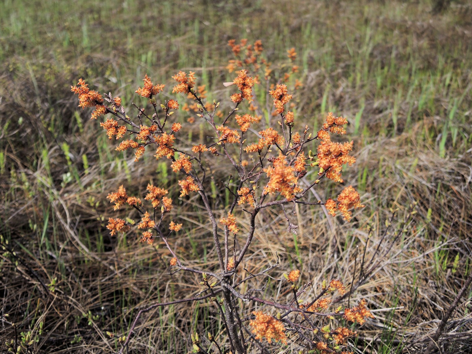 201405271023024 Sweet Gale aka Bog Myrtle (Myrica gale) - Misery Bay NP, Manitoulin Island.JPG