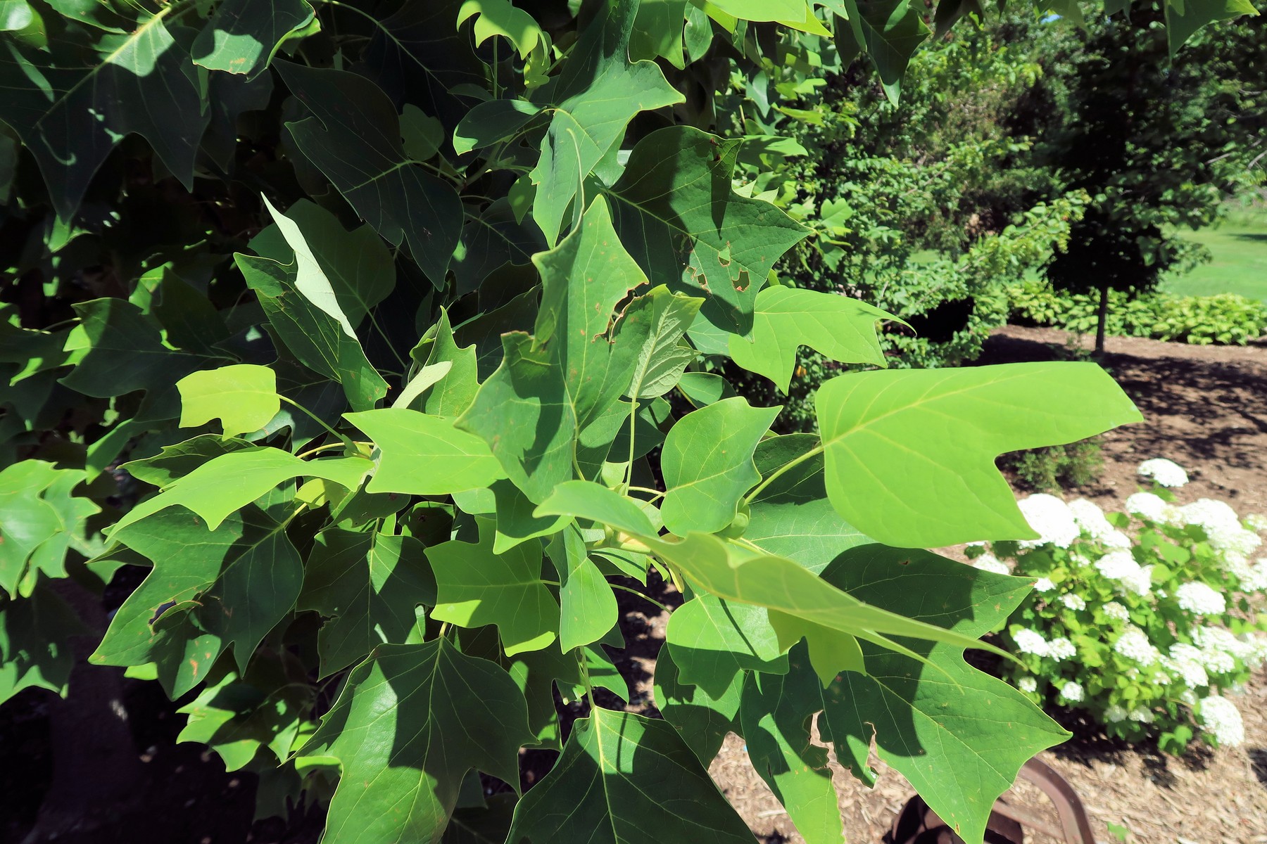 20170715124137001 Tulip Tree (Liriodendron tulipifera) - Forest, ON.JPG