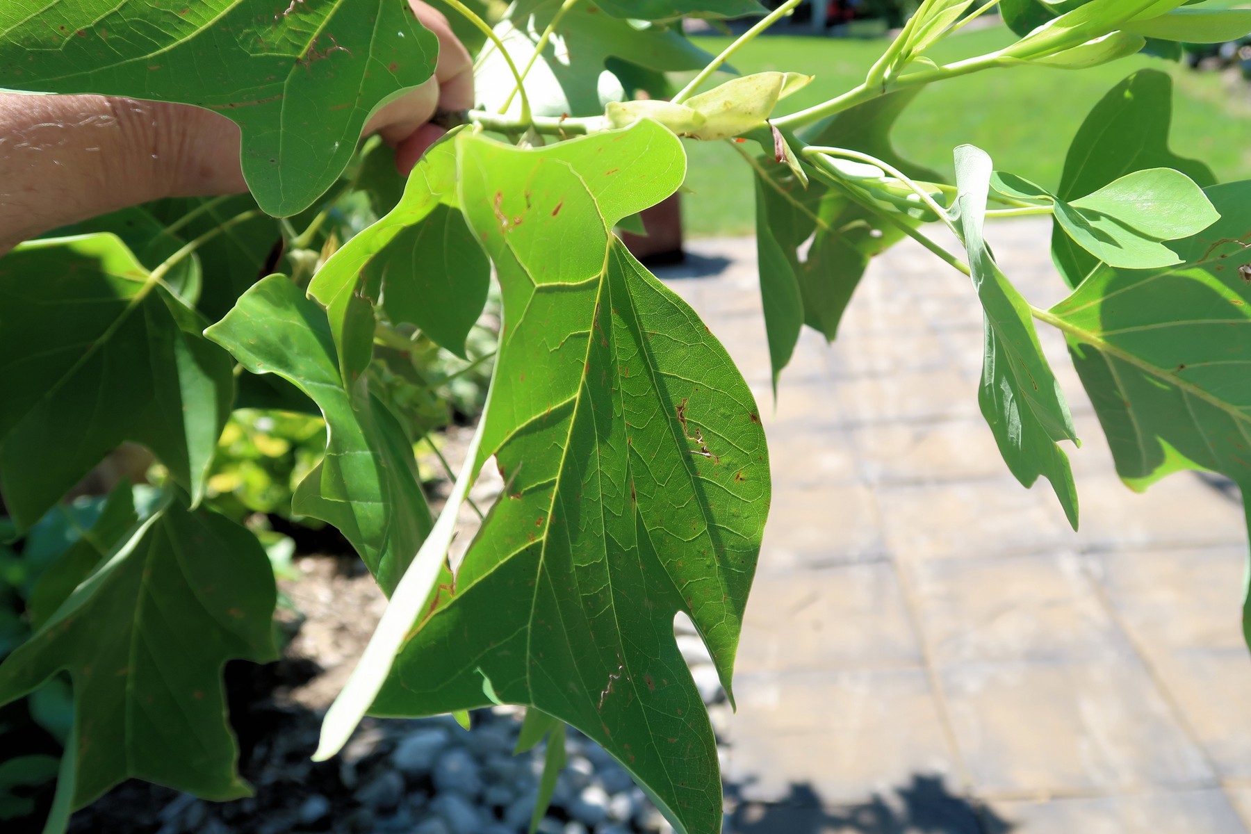 20170715125333011 Tulip Tree (Liriodendron tulipifera) - Forest, ON.JPG