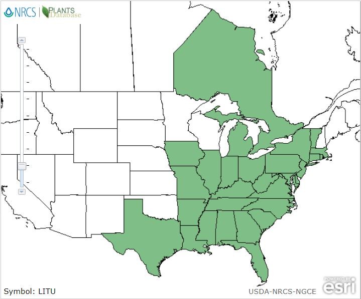 20171112 Tulip Tree (Liriodendron tulipifera) - USDA, NA Map.JPG