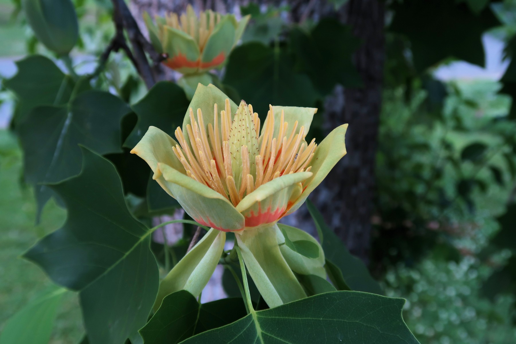 201805111928003 Tulip Tree (Liriodendron tulipifera) - Mecklenburg Co, NC.JPG