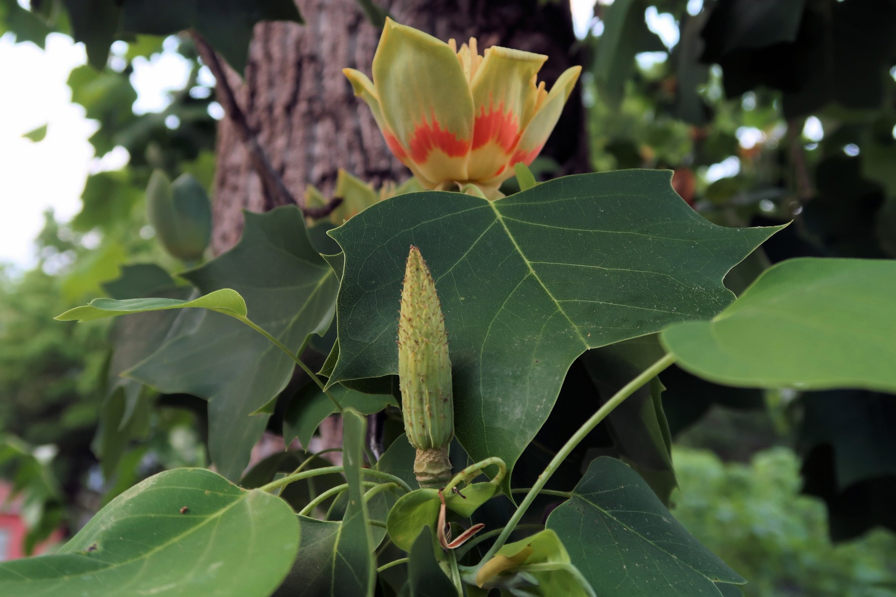 201805111929006 Tulip Tree (Liriodendron tulipifera) - Mecklenburg Co, NC.JPG