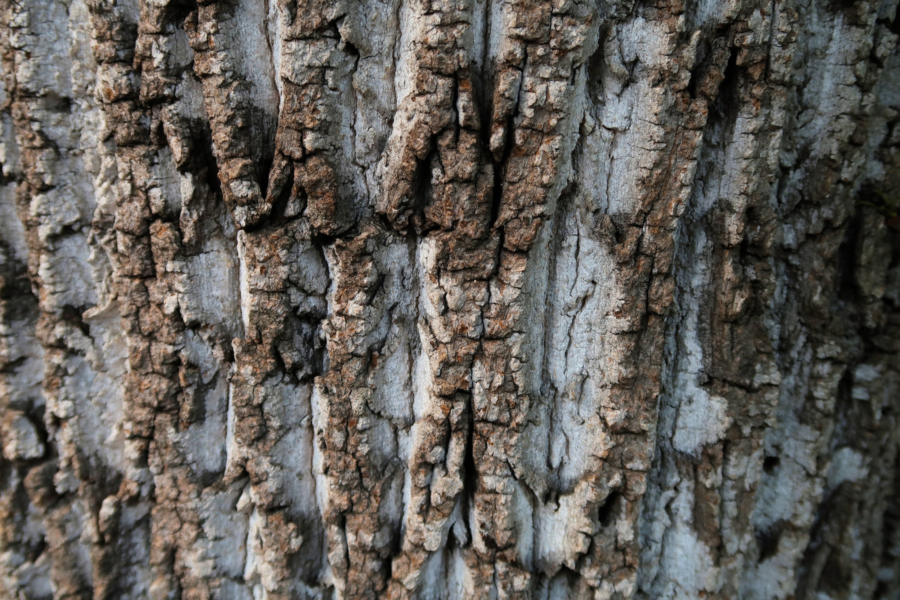 201805111929009 Tulip Tree (Liriodendron tulipifera) - Mecklenburg Co, NC.JPG