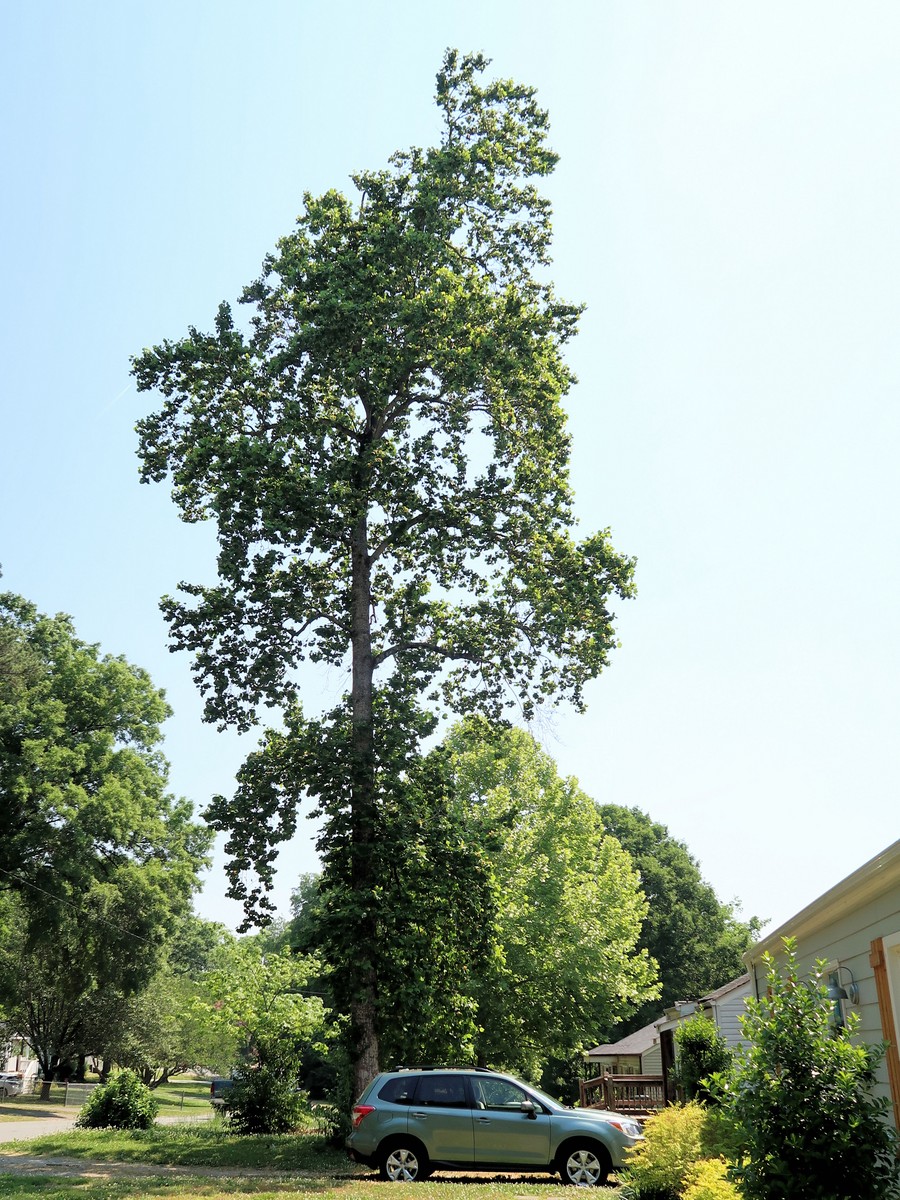 201805131110002 Tulip Tree (Liriodendron tulipifera) - Mecklenburg Co, NC.JPG