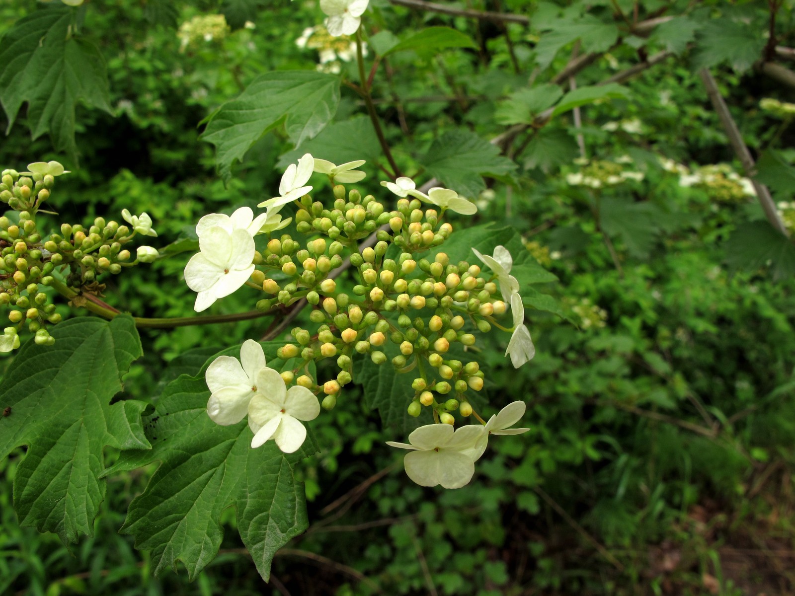 20100522124101 Highbush or American Cranberry bush (Viburnum opulus) white flowers - Bald Mountain RA, Oakland Co, MI.JPG