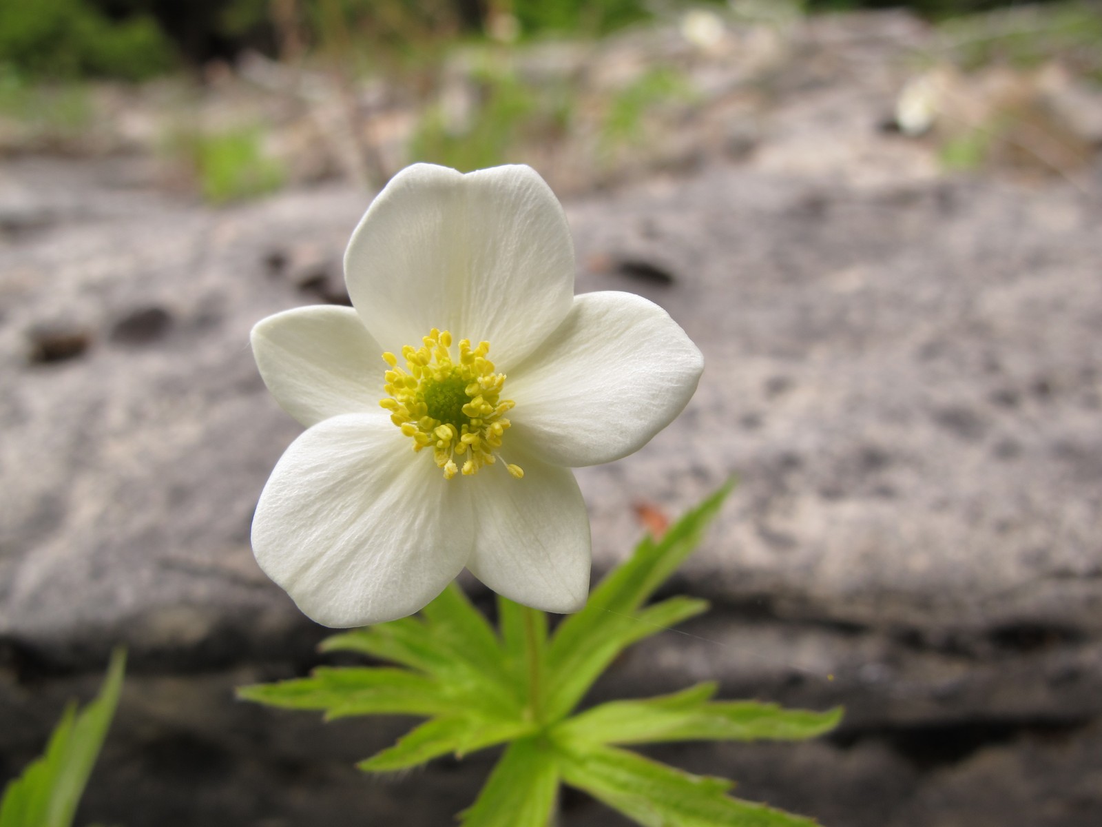 201006041230239 Canada Anemone (Anemone canadensis) - Misery Bay NP, Manitoulin Island.JPG