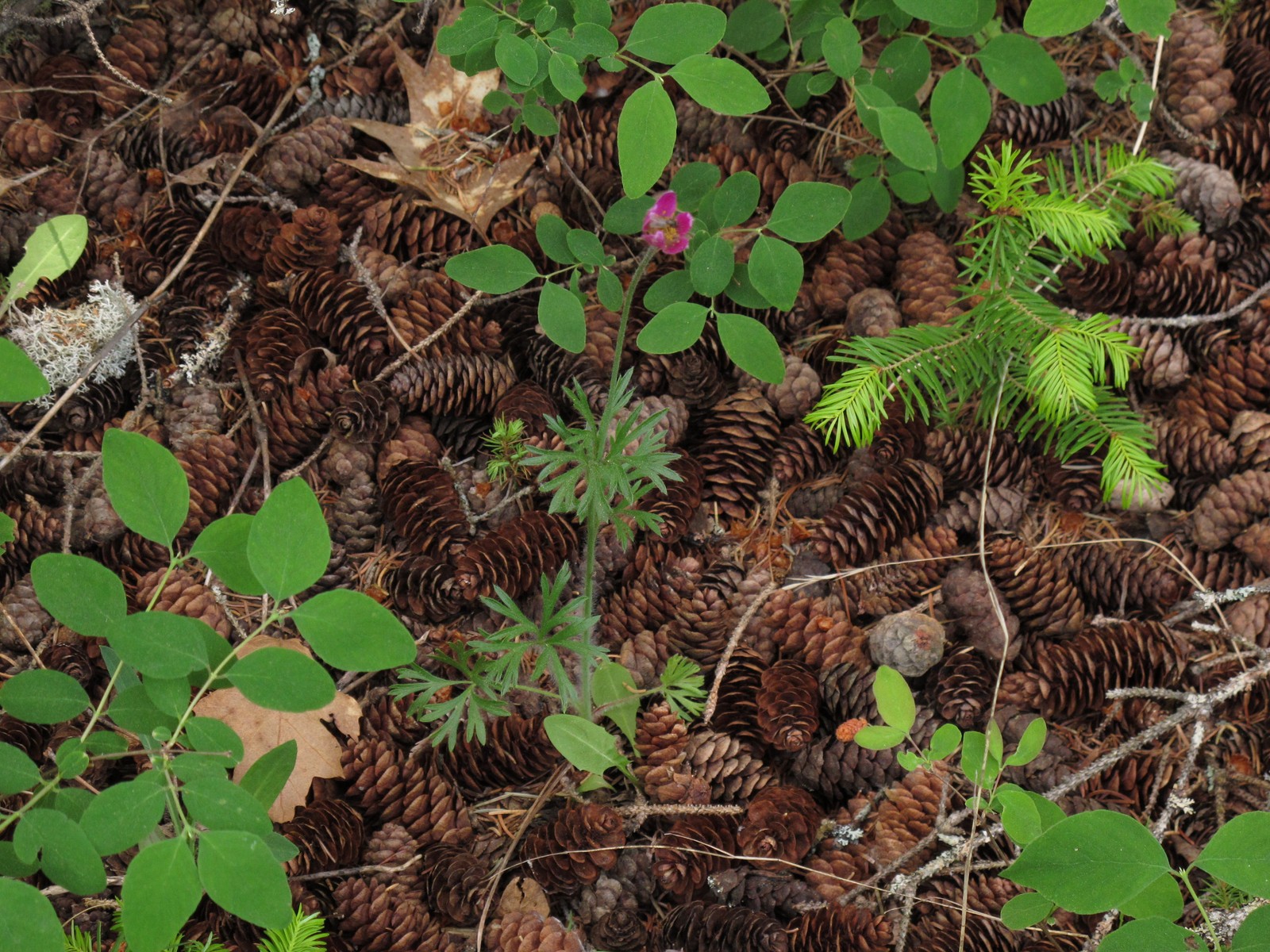 201005311403057 Red Windflower aka Hudson's anemone (Anemone multifida) - Misery Bay NP, Manitoulin Island.JPG