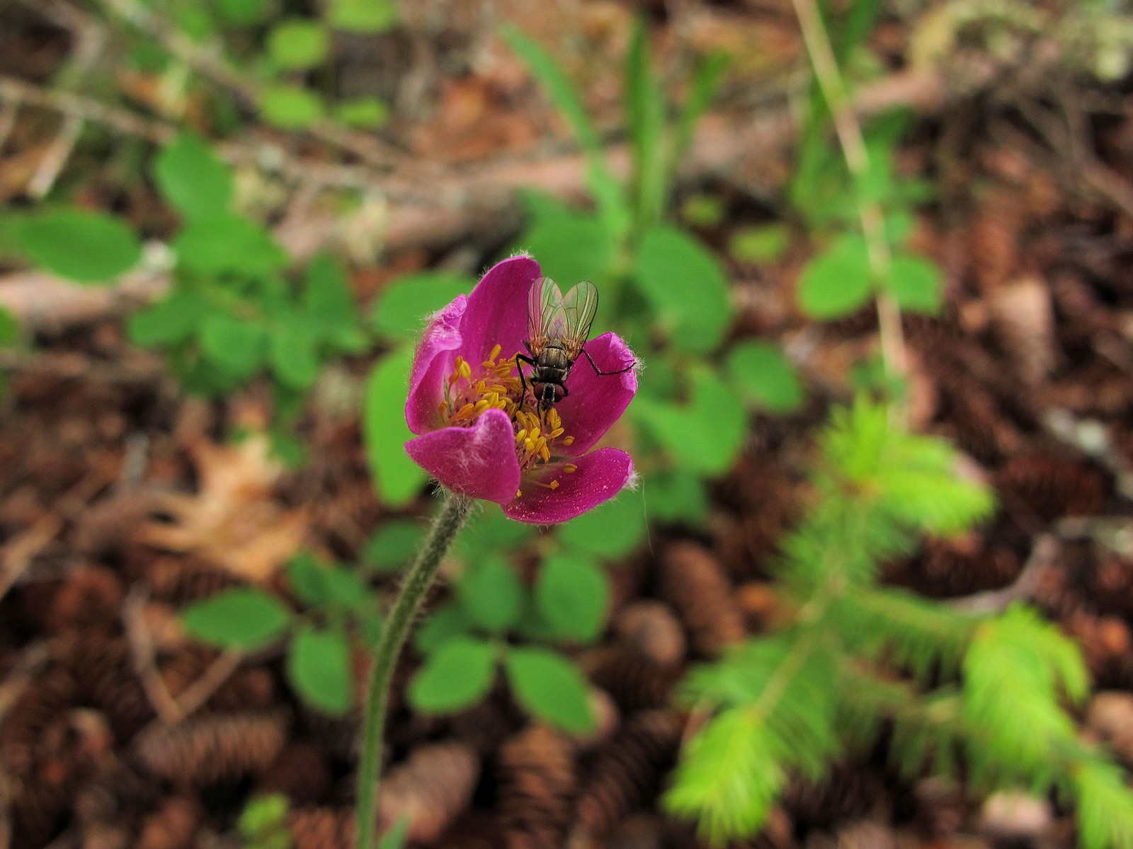 201005311405058 Red Windflower aka Hudson's anemone (Anemone multifida) - Misery Bay NP, Manitoulin Island.JPG