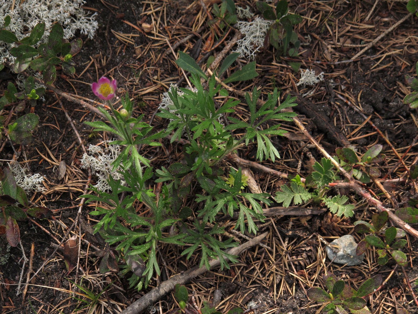 201005311530094 Red Windflower aka Hudson's anemone (Anemone multifida) - Misery Bay NP, Manitoulin Island.JPG