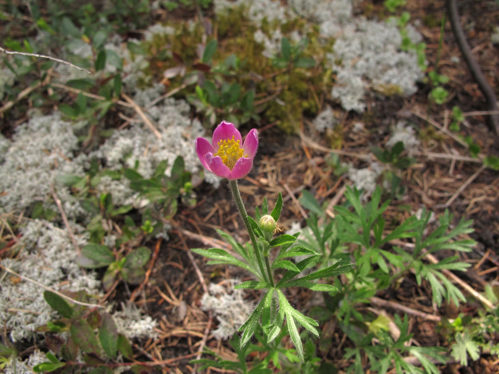 201005311530095 Red Windflower aka Hudson's anemone (Anemone multifida) - Misery Bay NP, Manitoulin Island.JPG