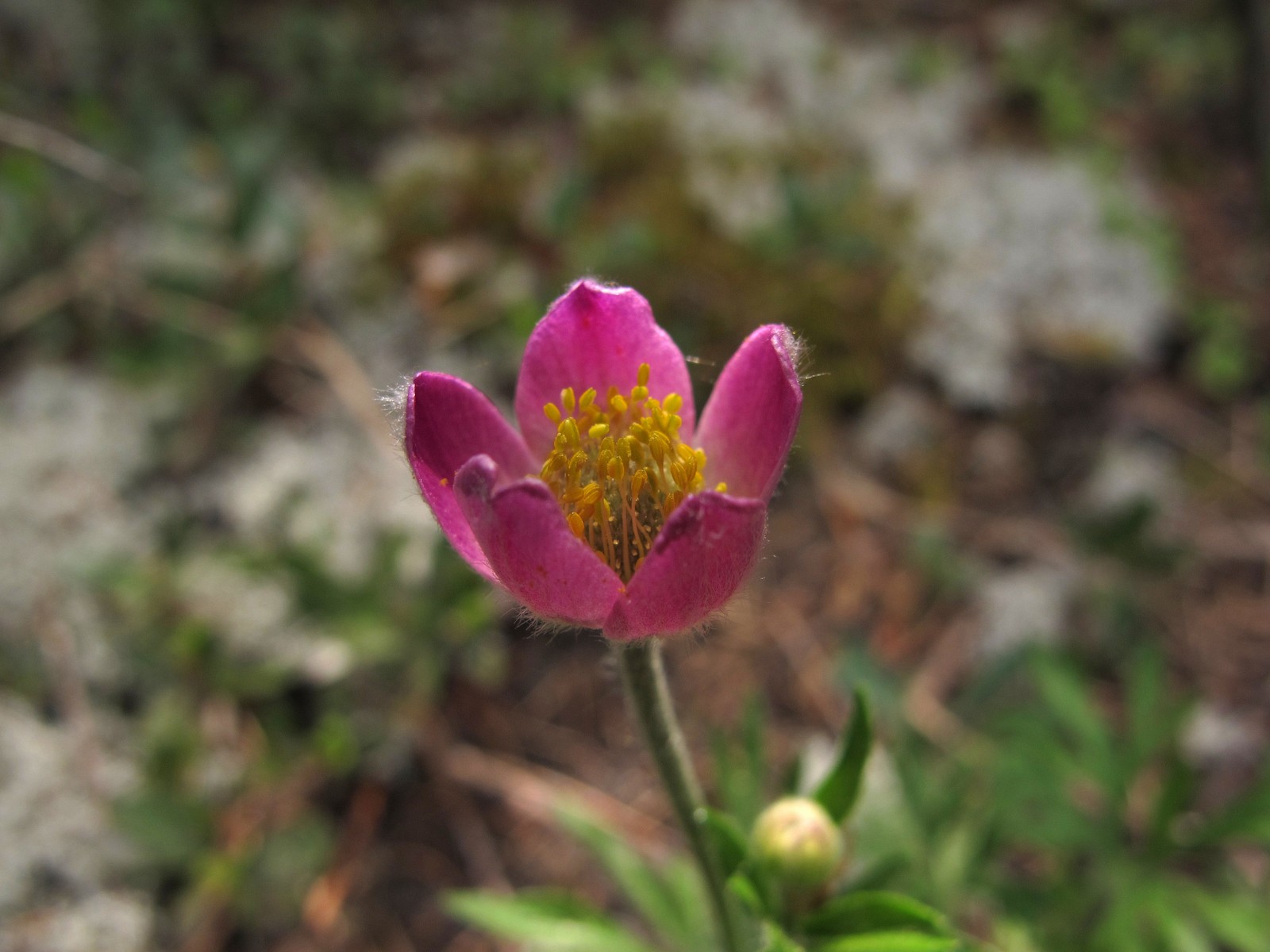 201005311531096 Red Windflower aka Hudson's anemone (Anemone multifida) - Misery Bay NP, Manitoulin Island.JPG