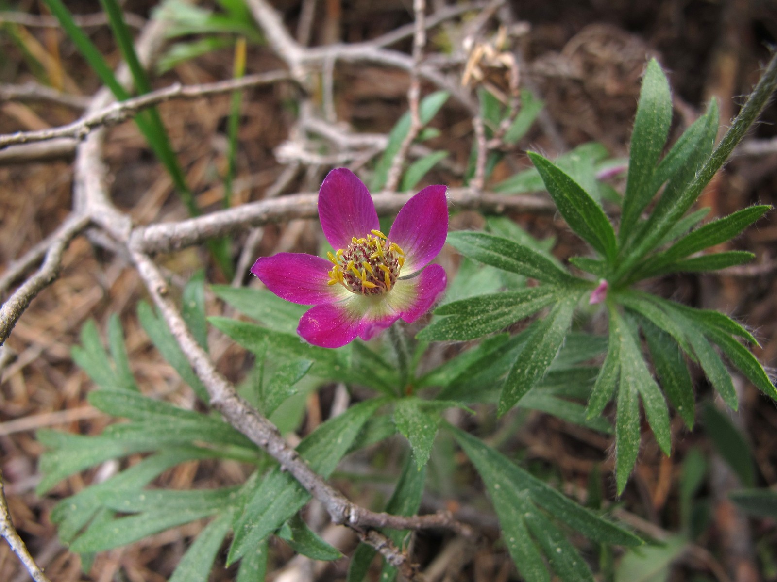 201005311532097 Red Windflower aka Hudson's anemone (Anemone multifida) - Misery Bay NP, Manitoulin Island.JPG