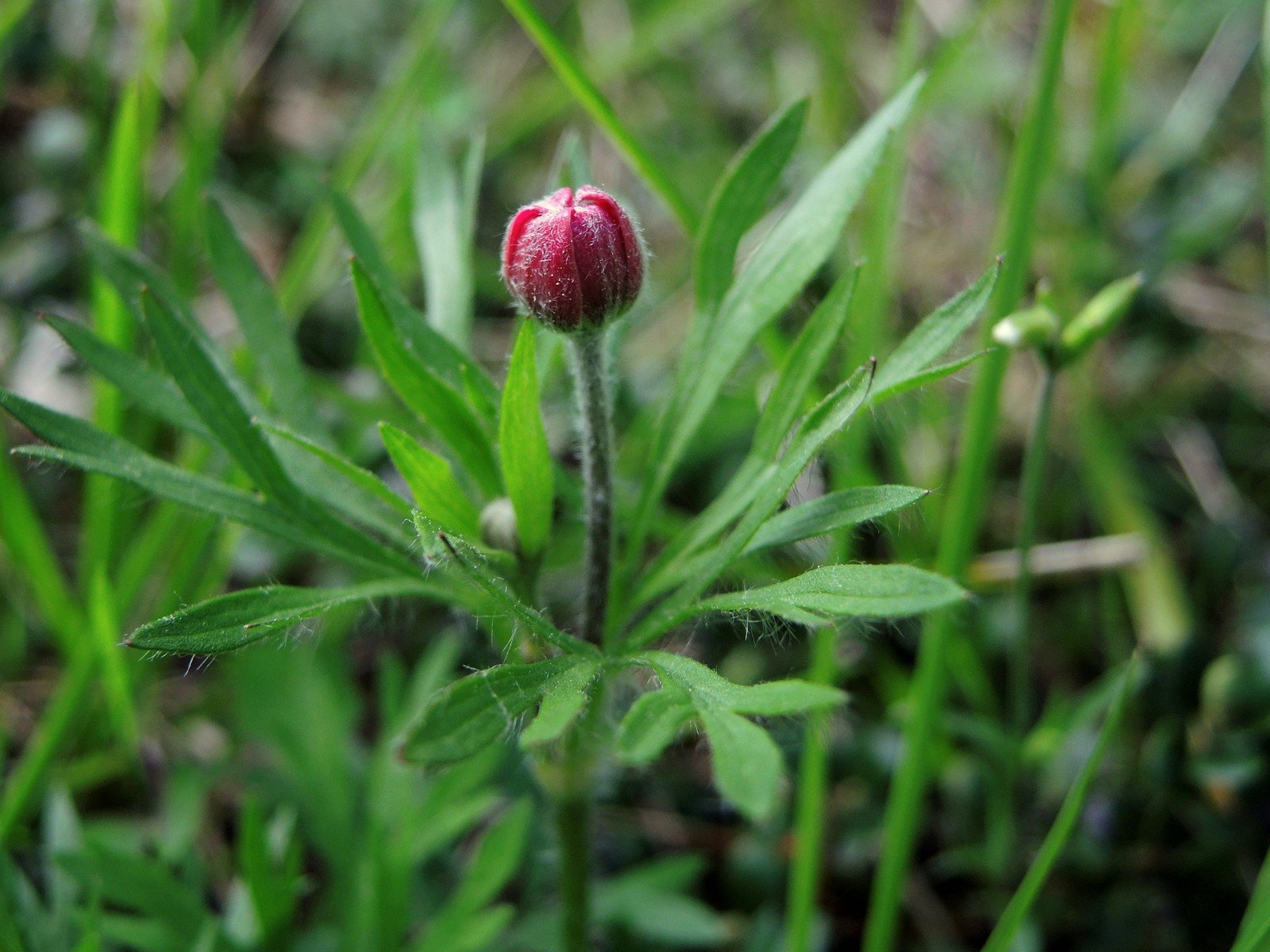 201306011714336 Red Windflower aka Hudson's anemone (Anemone multifida) - Misery Bay NP, Manitoulin Island, Ontario.JPG