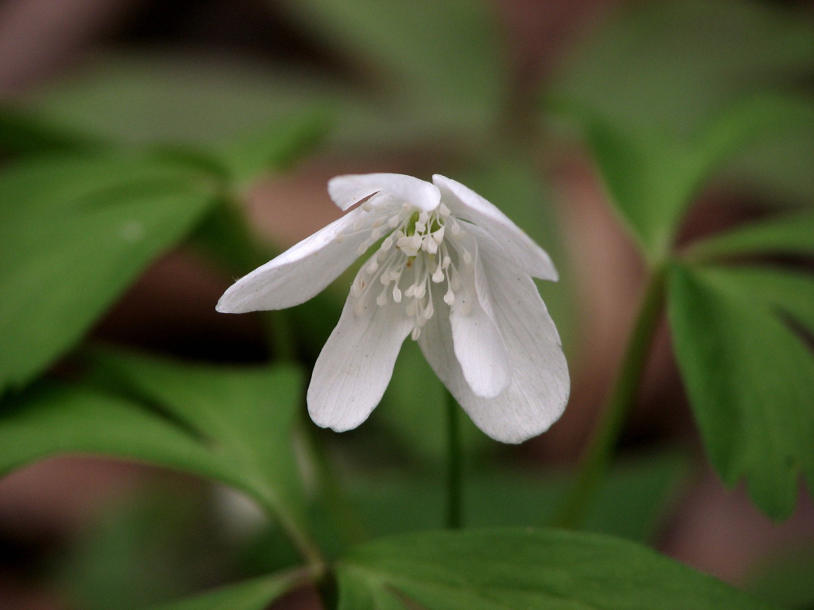 2008050117553017 Wood Anemone or Nightcaps (Anemone quinquefolia) - Clinton River, Oakland Co.JPG