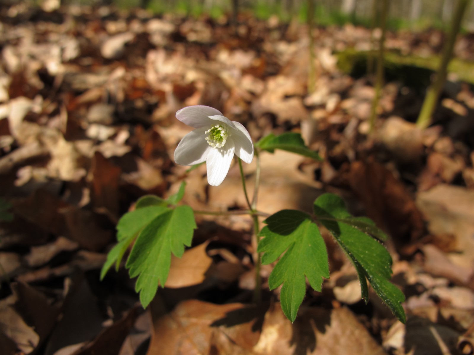 20100427162108 Wood Anemone or Nightcaps (Anemone quinquefolia) - Bald Mountain RA, Oakland Co, MI.JPG