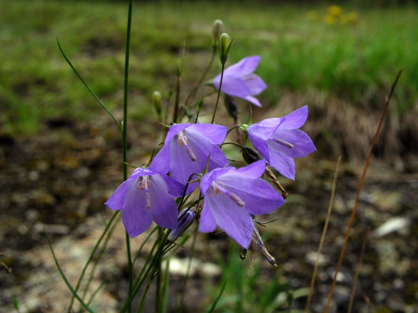 200508048678 Bluebell Bellflower (Campanula rotundifolia) - Manitoulin.jpg