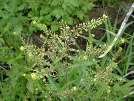 Bog Yellowcress/200307301074 Bog Yellowcress (Rorippa palustris (L.) Bess) - Manitoulin Island.jpg