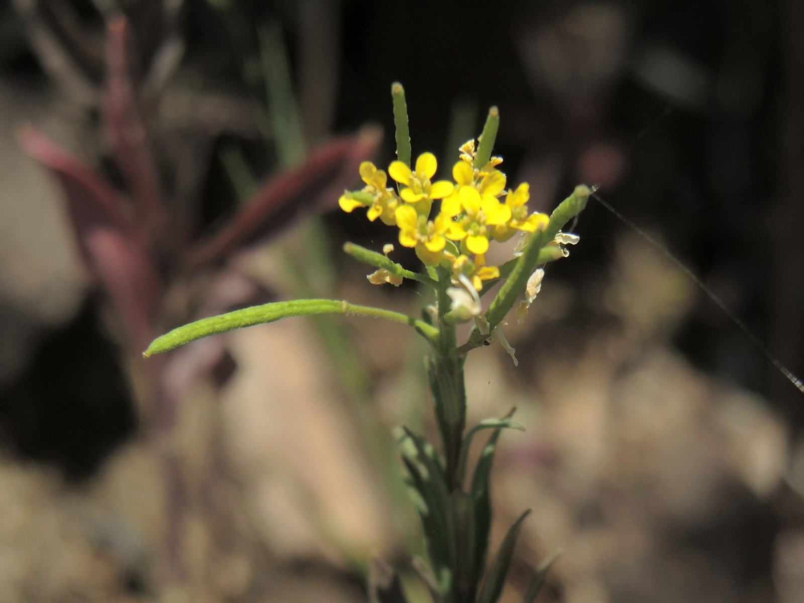 201507271443003 Creeping Yellowcress (Rorippa sylvestris) - Manitoulin Island, ON.JPG