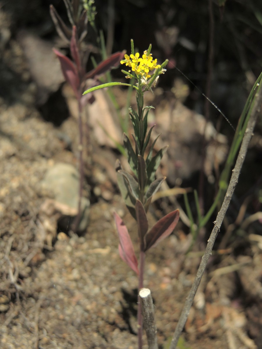 201507271443004 Creeping Yellowcress (Rorippa sylvestris) - Manitoulin Island, ON.JPG