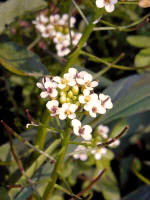 ../Cuckoo-Flower/200007010331 Cuckoo-Flower - Robertsons_creek.jpg