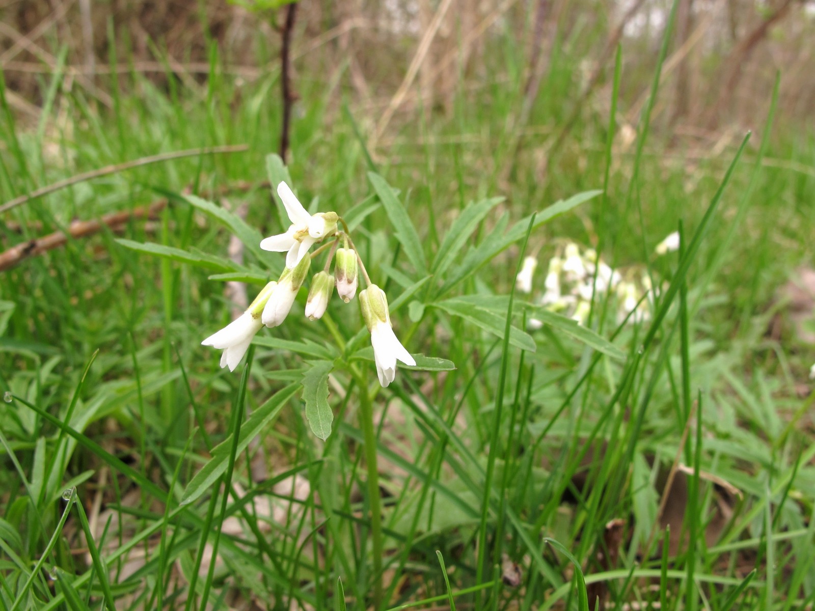 201204011106001 Cutleaf Toothwort (Cardamine concatenata) white flowers - Oakland Co, Michigan - Bald Mountain RA.JPG