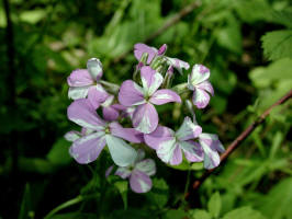 Dame's Rocket/200306010410 Dame's Rocket (Hesperis matronalis) - Rochester.jpg