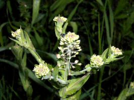 Field Pepperweed/200005281461 Field Pepperweed (Lepidium campestre L.).jpg