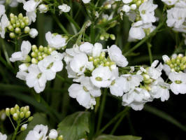 Garlic Mustard/200306080499 Garlic Mustard - Mt Pleasant.jpg