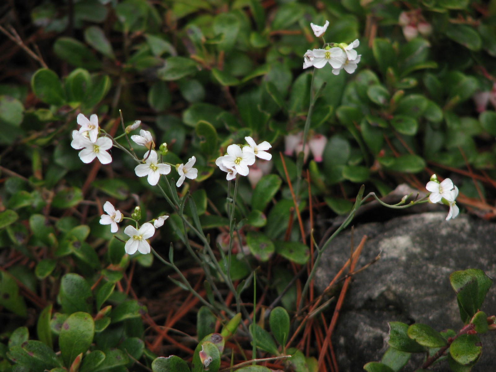 200905281241060 Lyre-leaved Rock Cress (Arabis lyrata) - Misery Bay NP, Manitoulin Island.JPG