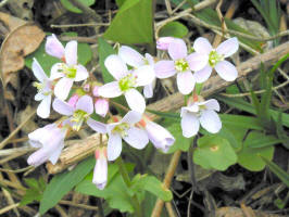 Purple Cress/200104211421 Purple Cress - Point Pelee.jpg