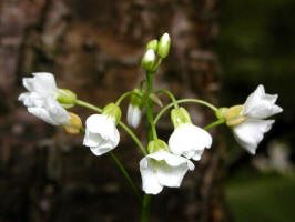 Spring Cress/200205110314 Spring Cress - Chelsea.jpg