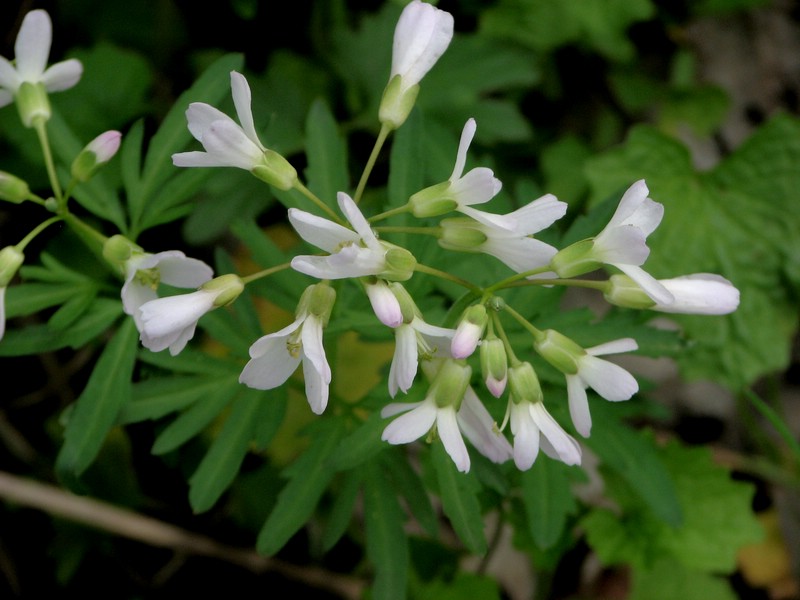 2008050118022321 Spring Cress (Cardamine bulbosa) - Clinton River, Oakland Co.JPG