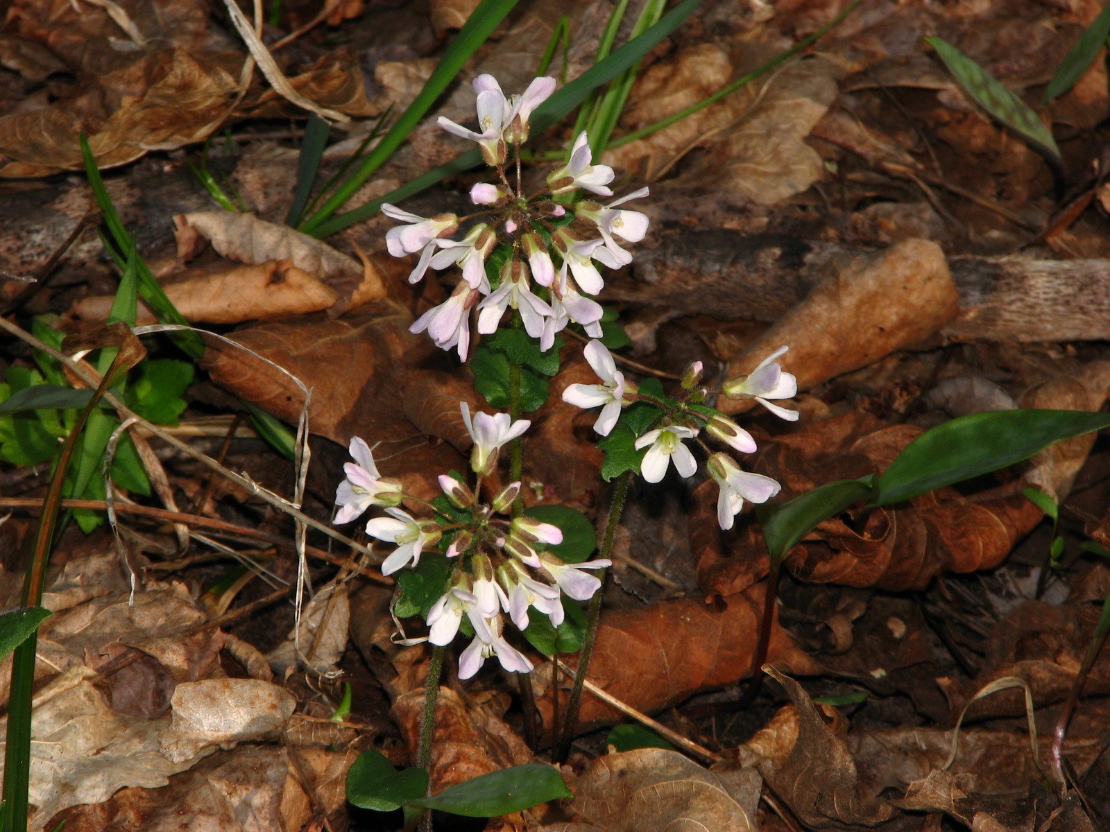 20100411172915 Spring Cress (Cardamine bulbosa) - Oakland Co, MI.JPG