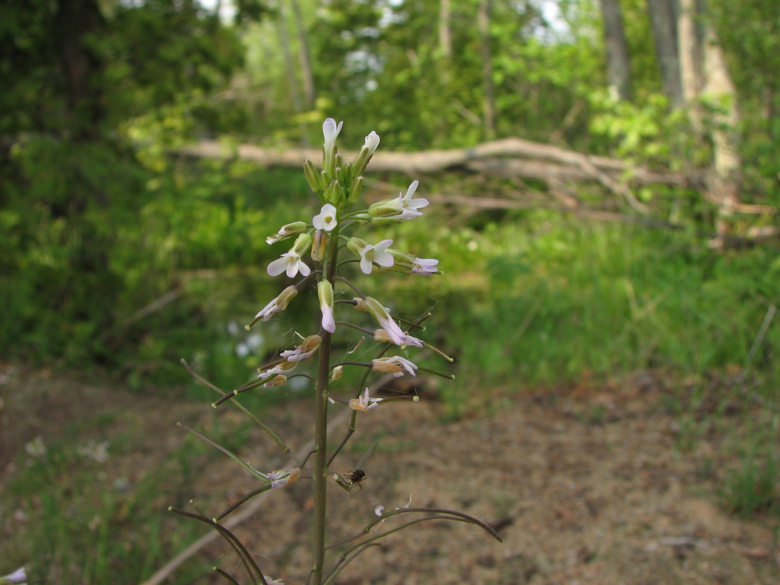 20070531163309 hairy Rockcress (Arabis hirsuta) - Lake Kagawong, Manitoulin.JPG