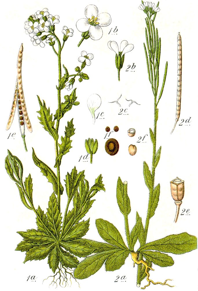 201104 hairy Rockcress (Arabis hirsuta) - Flora von Deutschland sterreich und der Schweiz Illustration.jpg