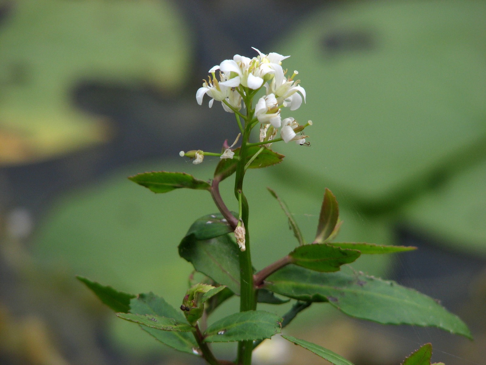 20070809121310 Lakecress (Neobeckia aquatica) aquatic with white flowersr - Mud Creek, Manitoulin Island.JPG