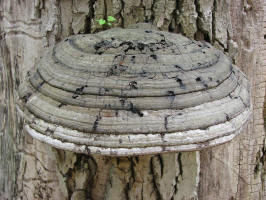 Artist's Conk/20070505124432 Artist's Conk (Ganoderma applanatum) bracket fungi - Oakland Co.JPG