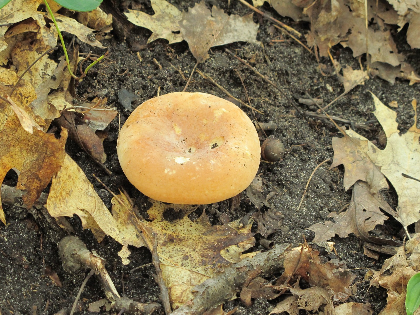 201008141648001 Blewit (Lepista nuda) Mushroom - I-75 Rest Area, Cheboygan Co.JPG