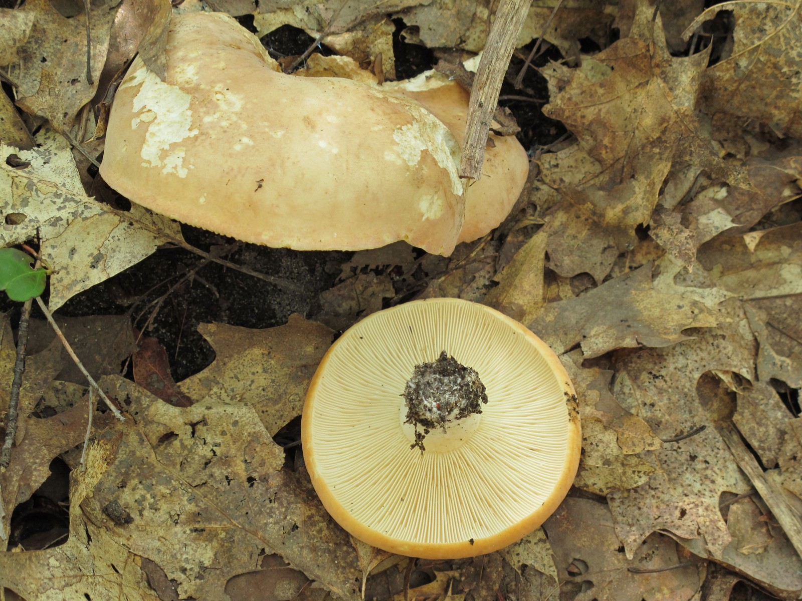 201008141648002 Blewit (Lepista nuda) Mushroom - I-75 Rest Area, Cheboygan Co.JPG