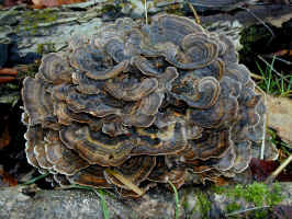 200011120435 Fungus.JPG (595685 bytes)