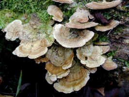 200011120436 Fungus.JPG (485199 bytes)