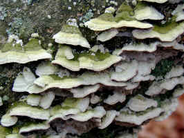 200011120437 Fungus.JPG (568103 bytes)