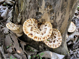 Dryad's Saddle/200505075633 Dryad's Saddle (Polyporus squamosus) - Oakland Co.jpg