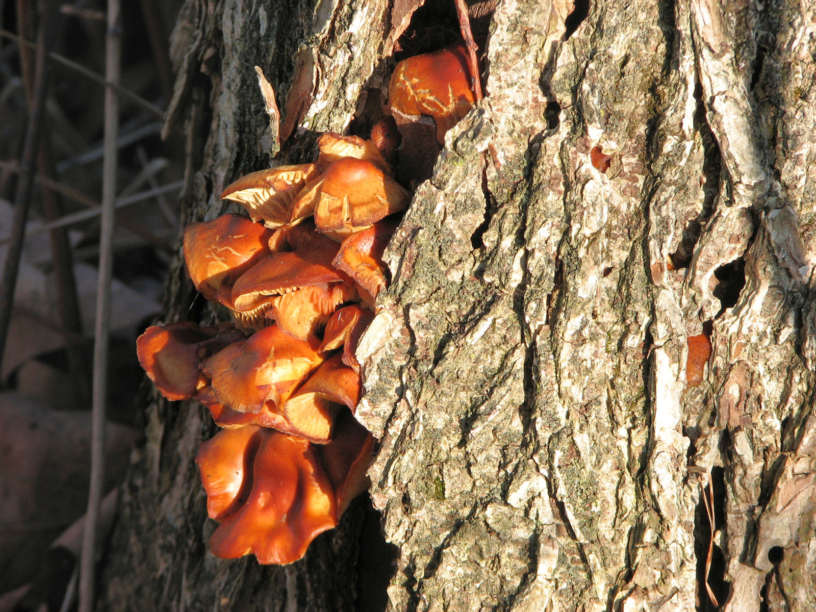 20080112142915 Mushroom - Bald Mountain RA.JPG