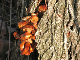 20080112142915 Mushroom - Bald Mountain RA.JPG